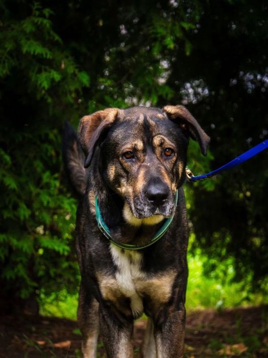 4 letni Wulkan - owczarek środkowoazjatycki do adopcji