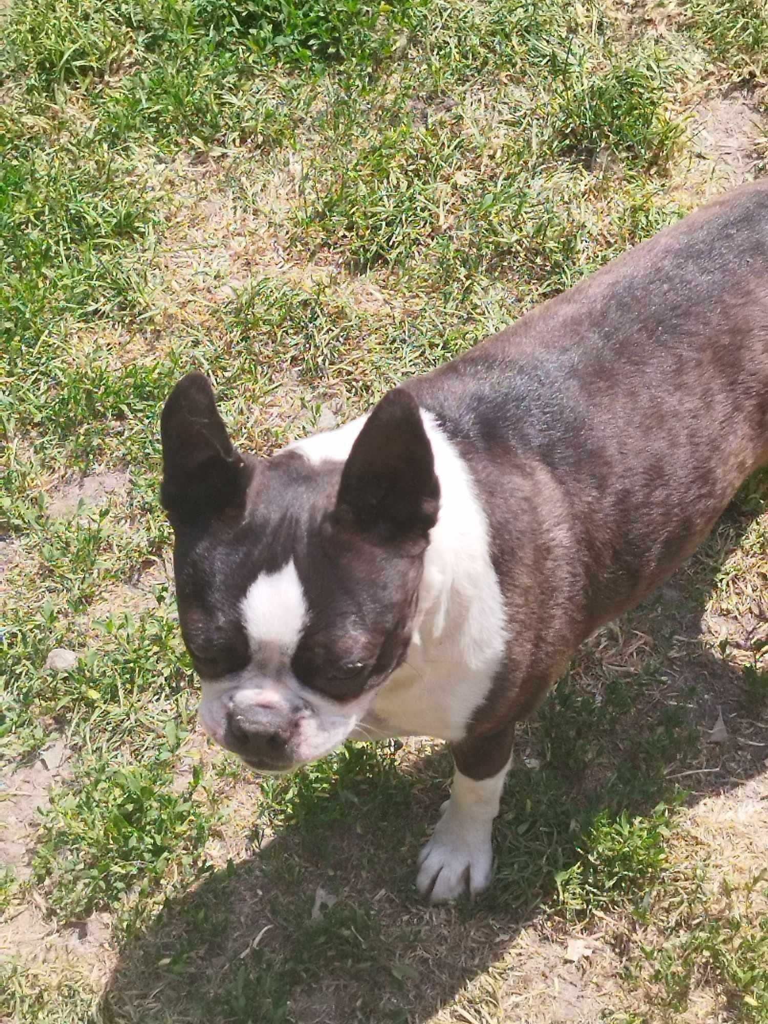 Zaginęła suczka Boston Terrier