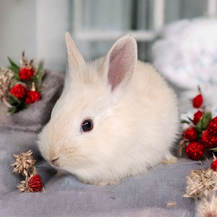 Królik miniaturka Karzełek rex karzełek Teddy mini lop