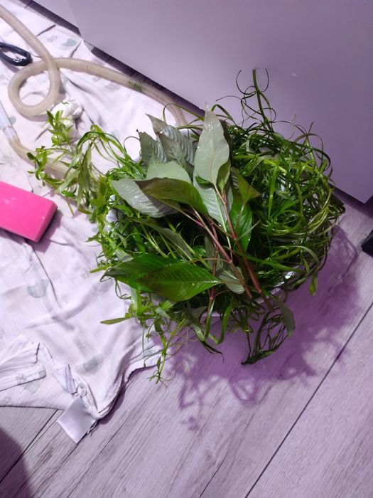 Zestaw roślin do akwarium