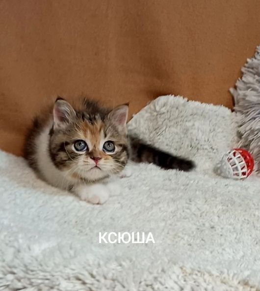 Котенок : Потешная игрунка .