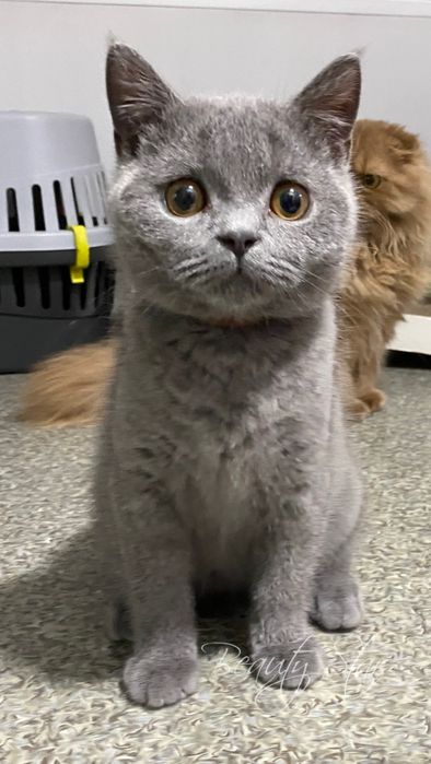 Кошеня, виховане у найкращих традиціях.