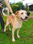 Cão adulto para adoção responsavel