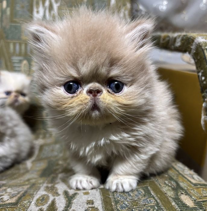 Гималайская девочка чистокровный перс