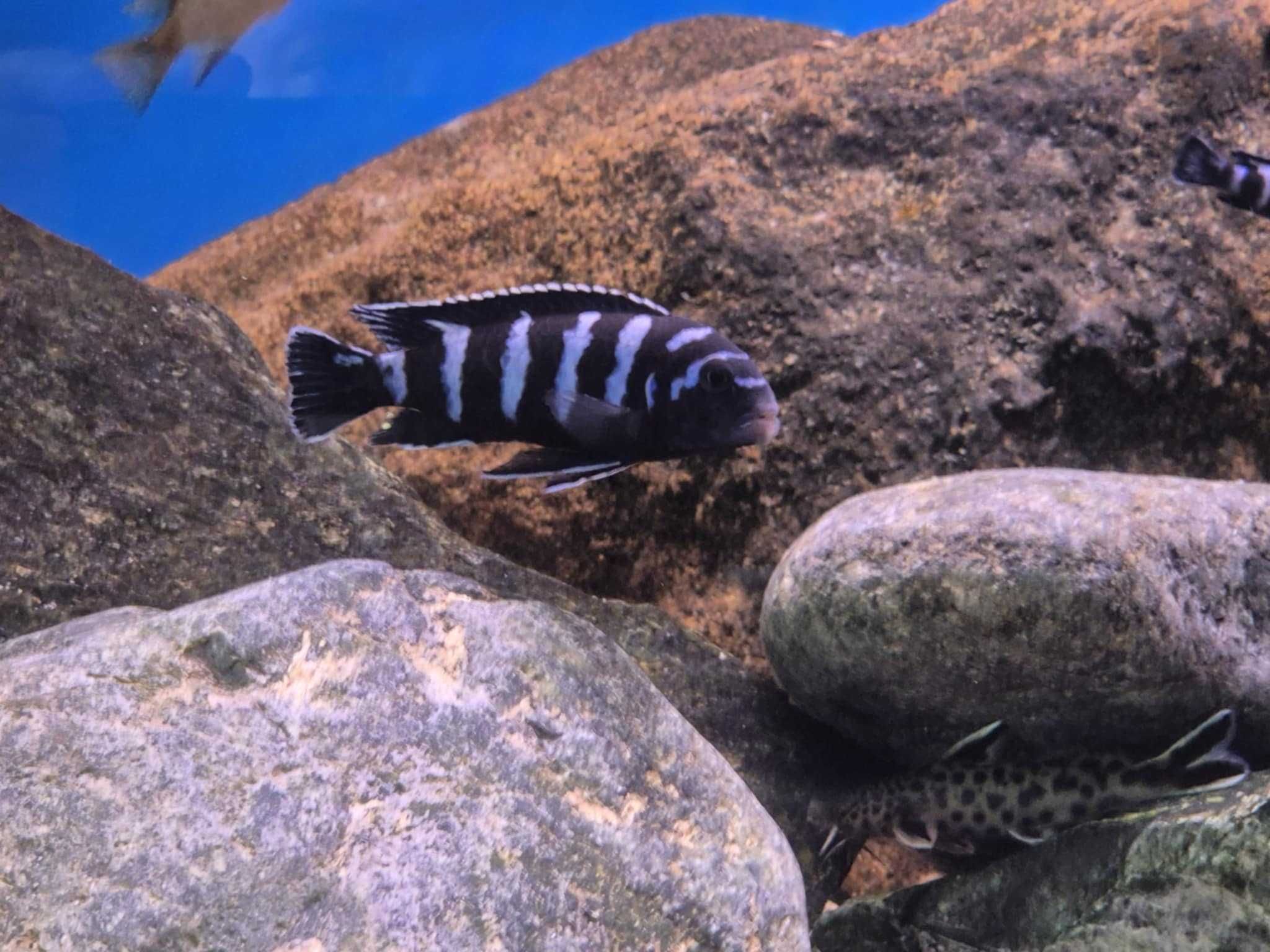 Chindongo Demasoni malawi pyszczaki