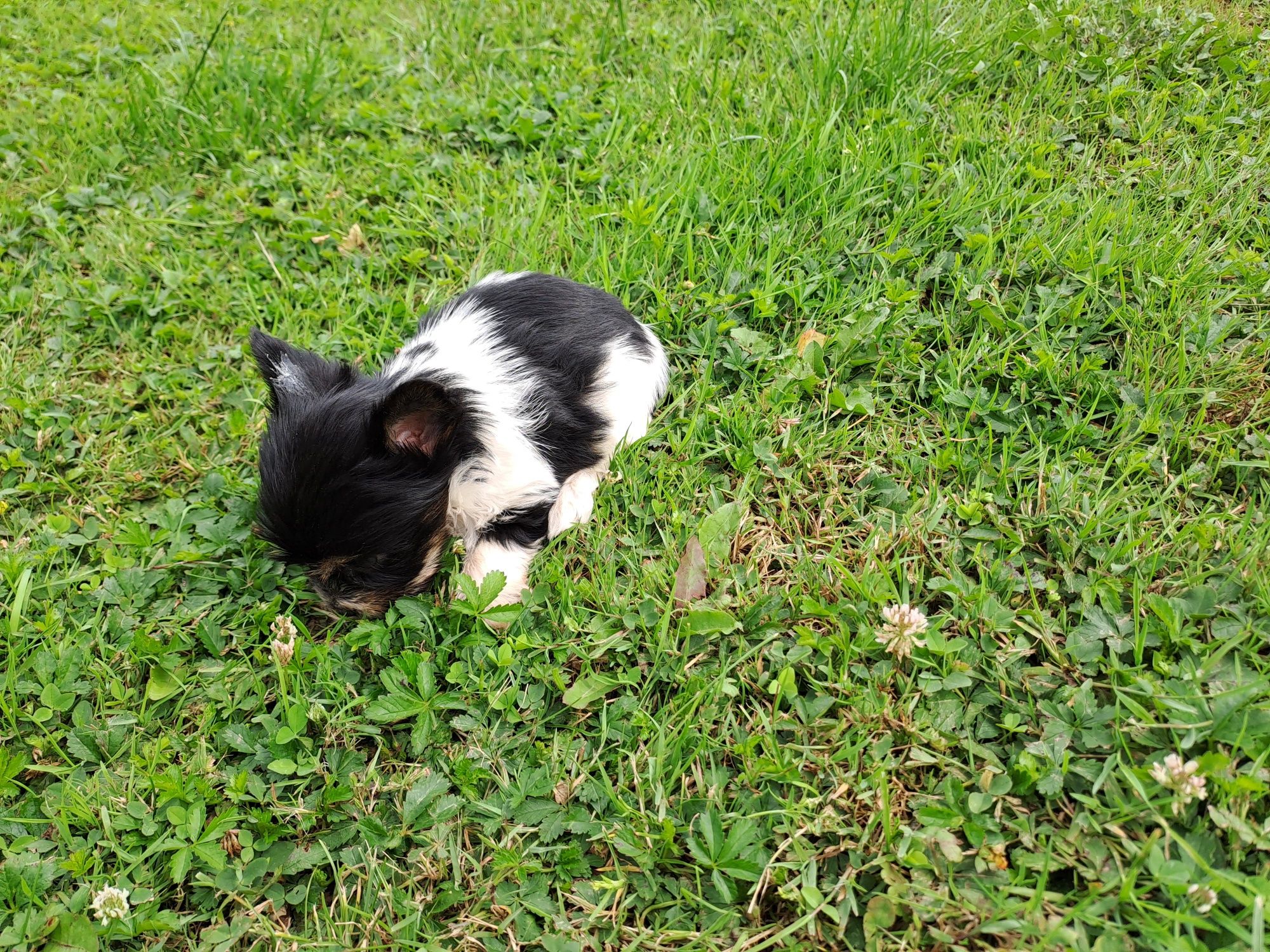 York biewer mini piesek
