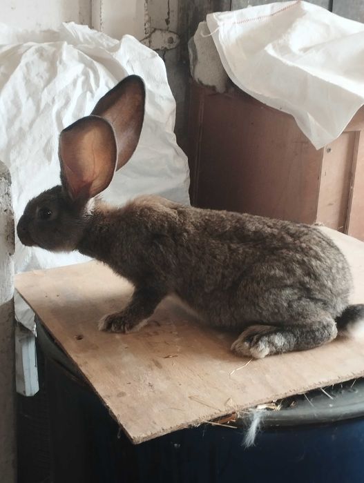 Młody tegoroczny belgijski olbrzym szary