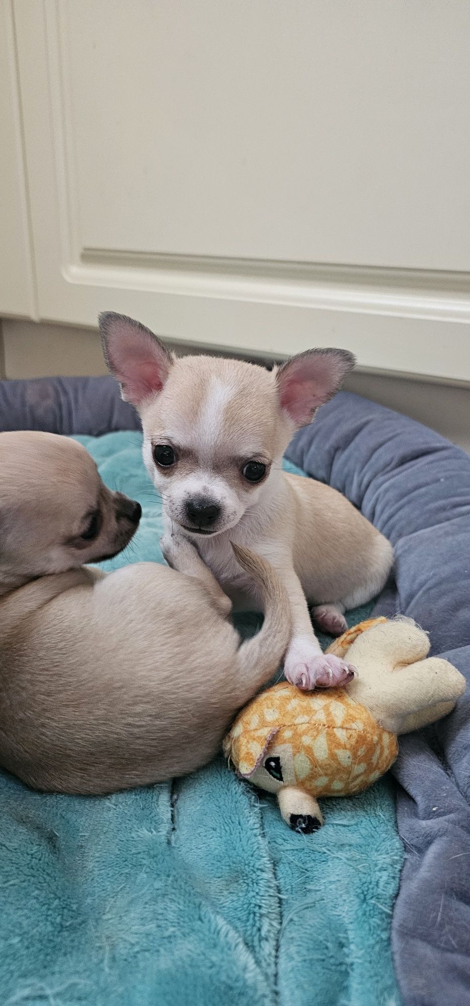 Chihuahua piesek gotowy do odbioru