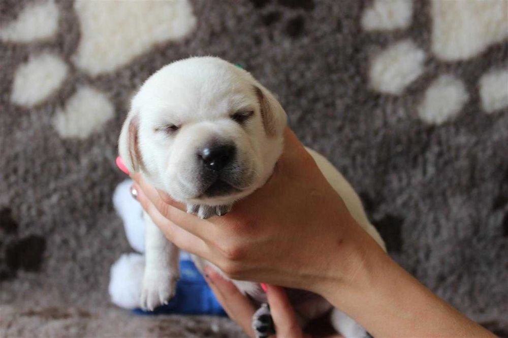 Лабрадор ретривер