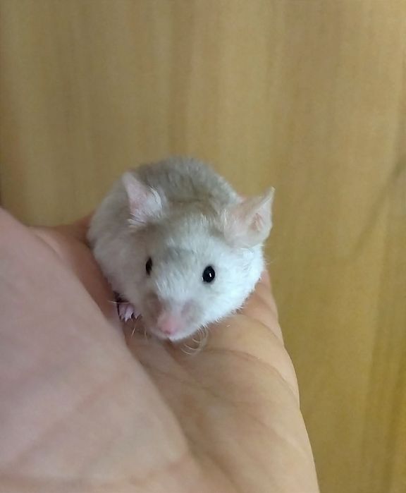 Мишки - пухнастики, ручні та прикольні