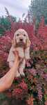 Cocker Spaniel Angielski