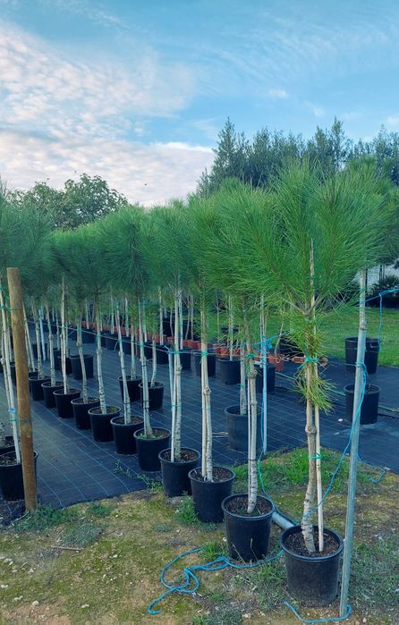 Pinheiros mansos 1.50/1.70