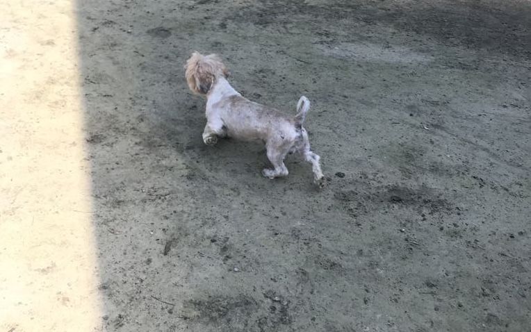 Shih Tzu pies dorosły
