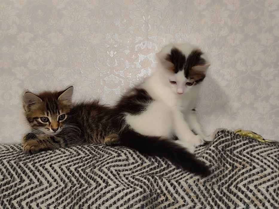 Котята отдаю в хорошие руки