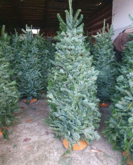 Ялинки (плетені/мотанки)із натуральної гілки