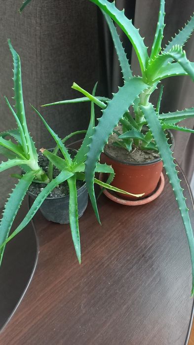 Кактуси, алоє (столітник), фіалки