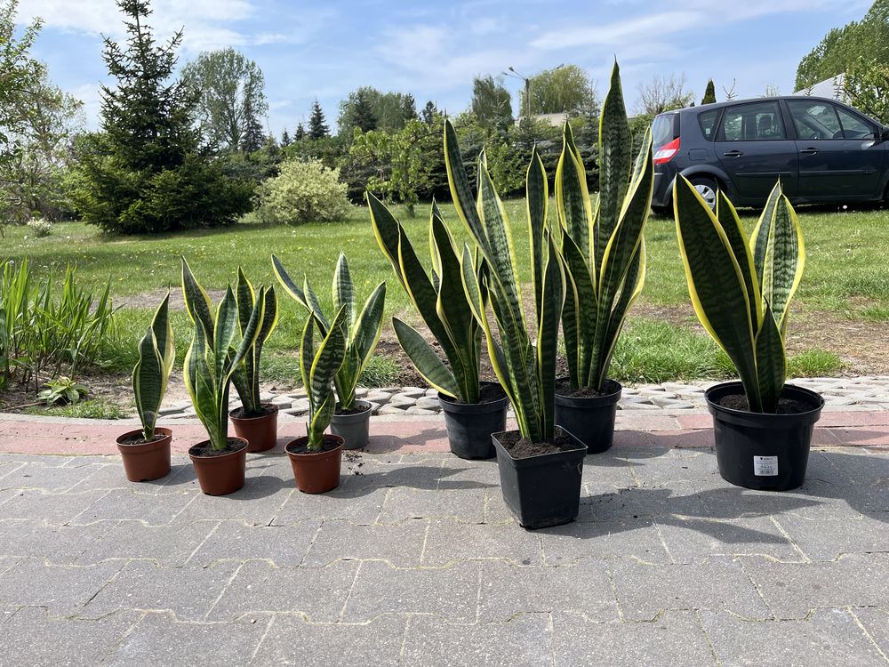 Sansewieria języki teściowej kwiat