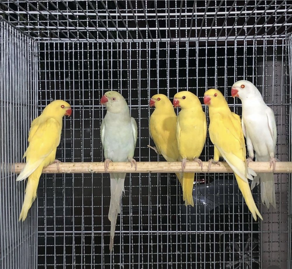 Ожереловые попугаи птенцы молоденькие выкормыши