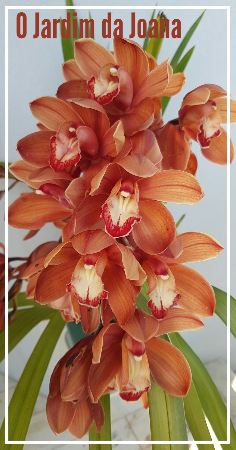 Orquídeas (Haste Floral)