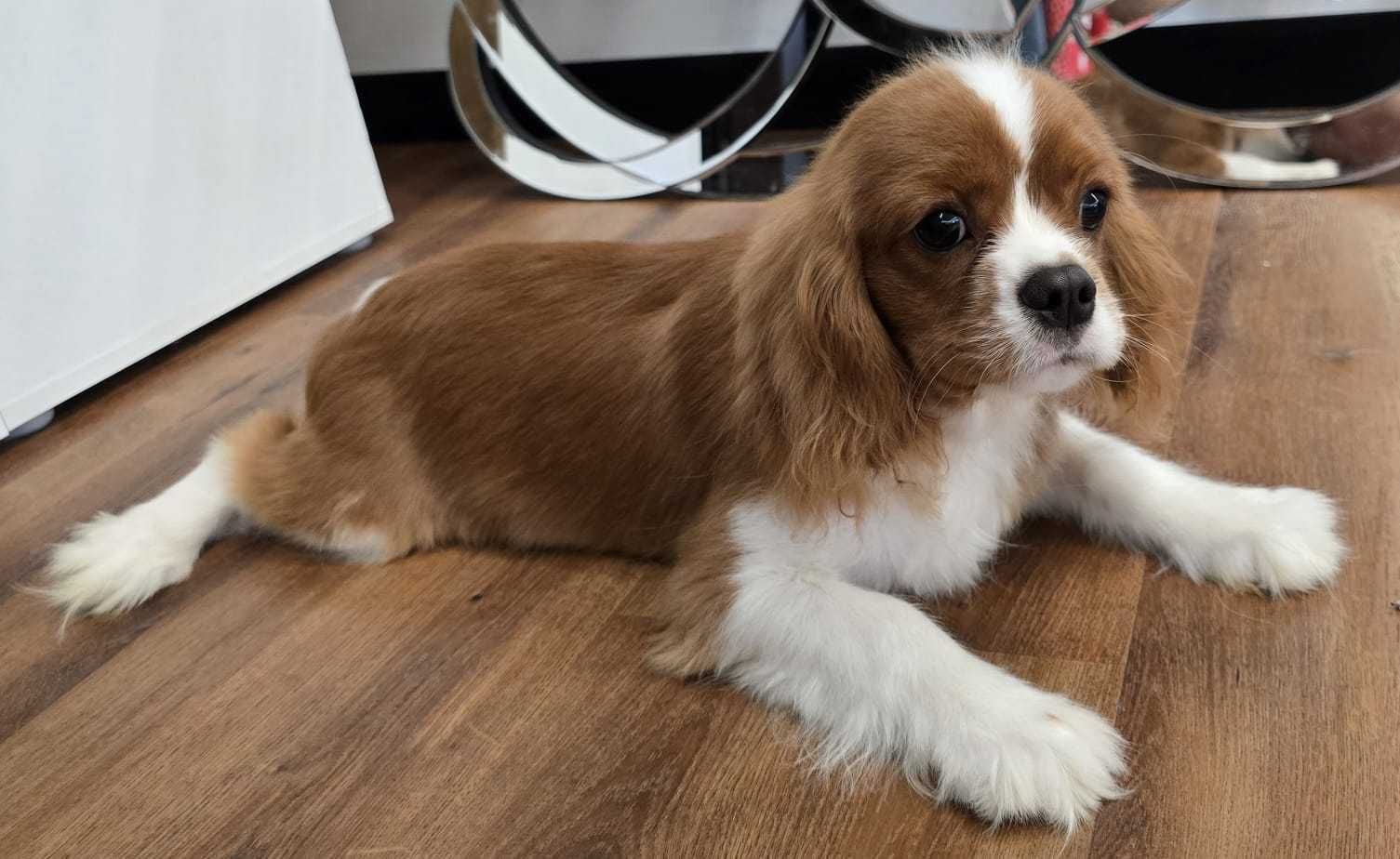 Cavalier King Charles Spaniel Samiec Do Odbioru Komplet Szczepien