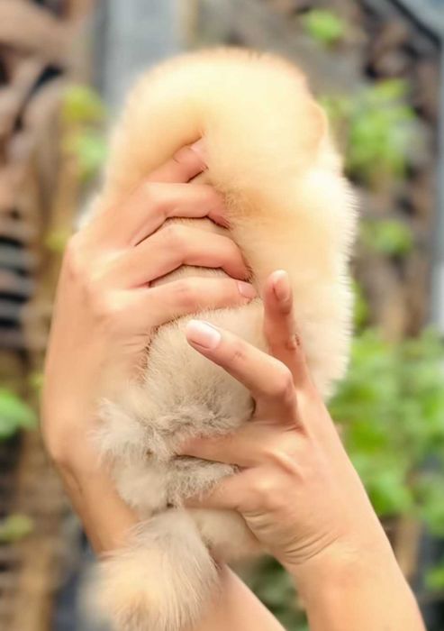 Mały miś pomeranian mini