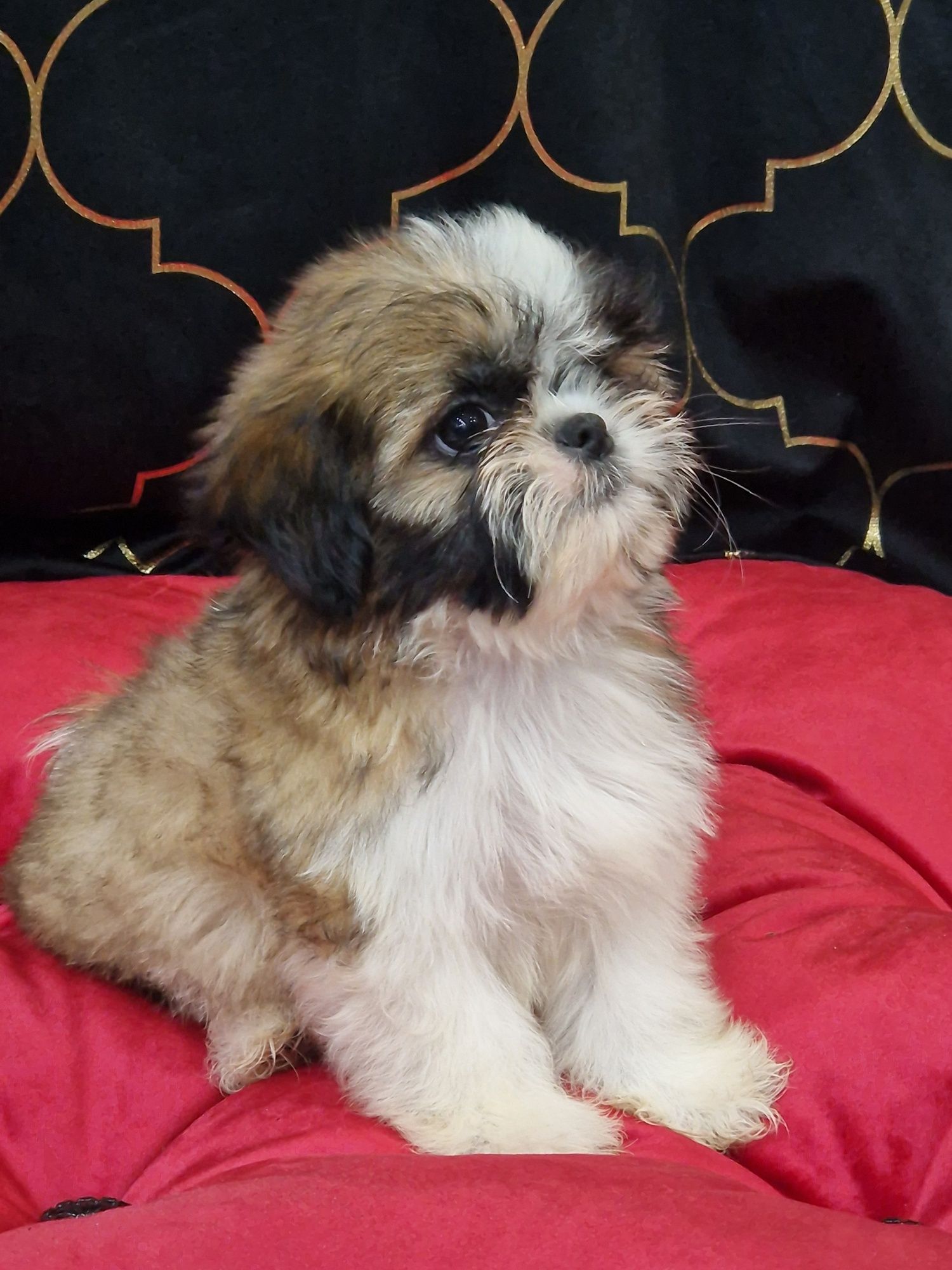 Sprzedam pieska Shih tzu