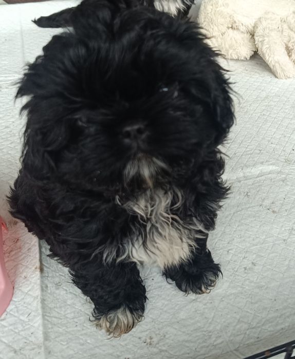 Szczeniak Shih tzu suczka