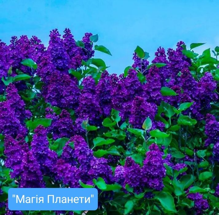 Бузок  Різні сорта