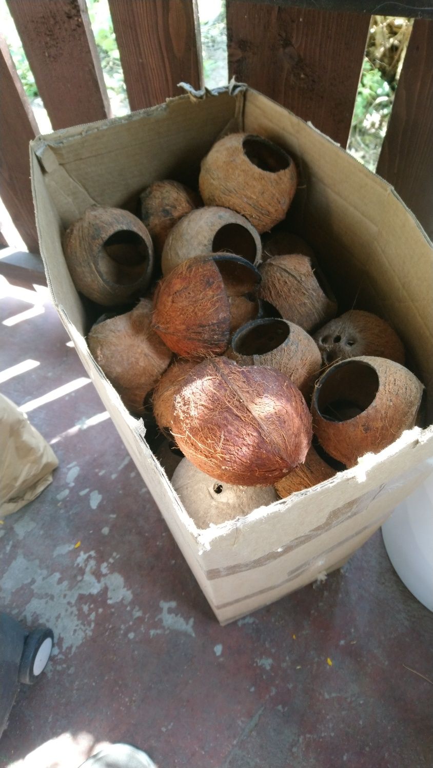 Łupiny kokosa 65 sztuk