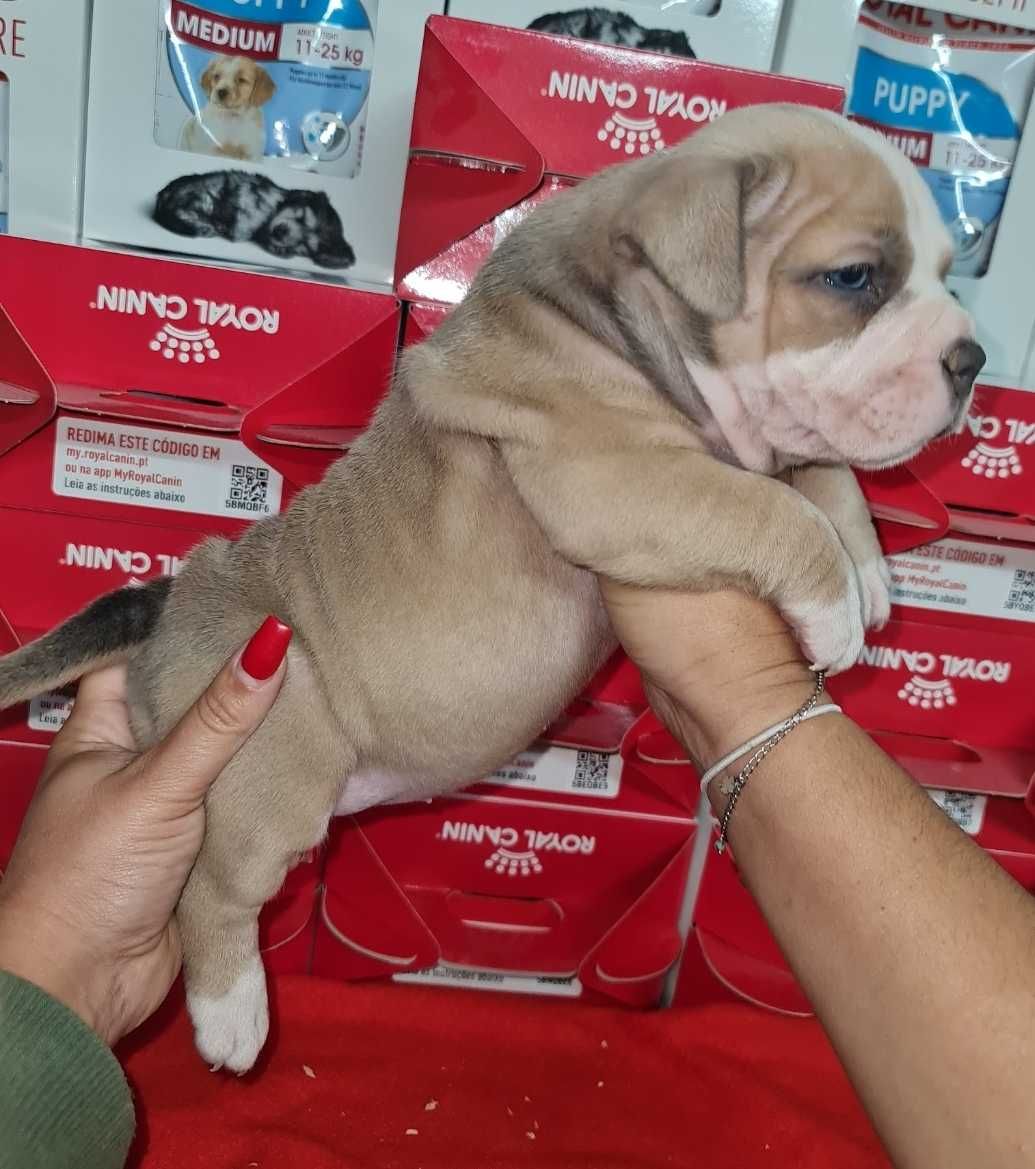 American Bully Pocket