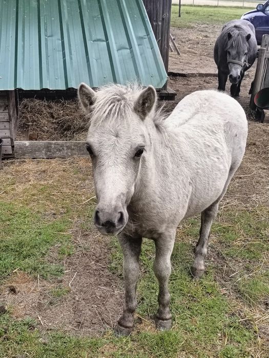 Sprzedam młodego kucyka, ogierka