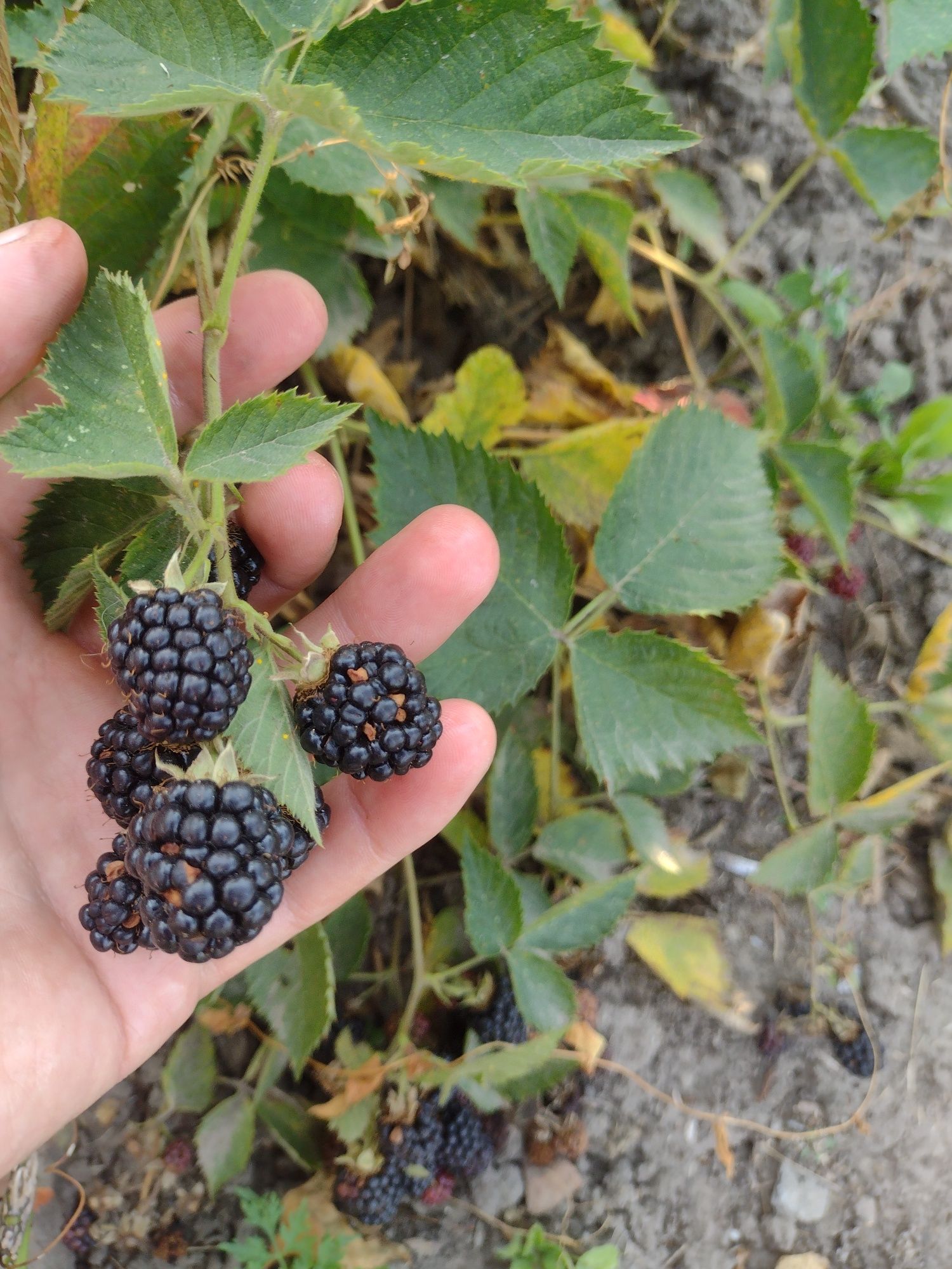 Продам саджанці .