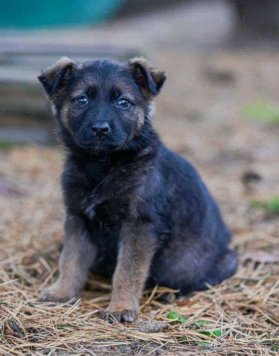 Fama piękna sunia do adopcji