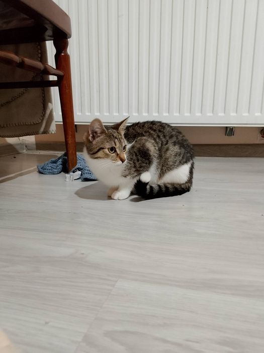 Czekam na dom - Bunia