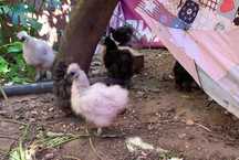 Ovos de raça pura sedosa