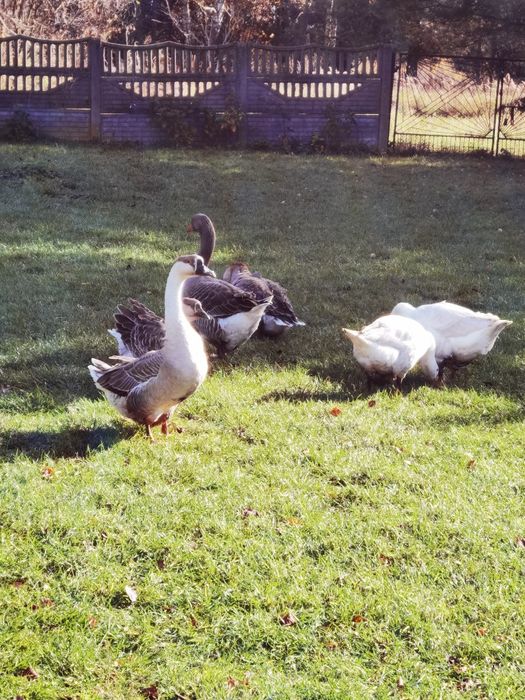 Sprzedam Gęsi landes Garbonose