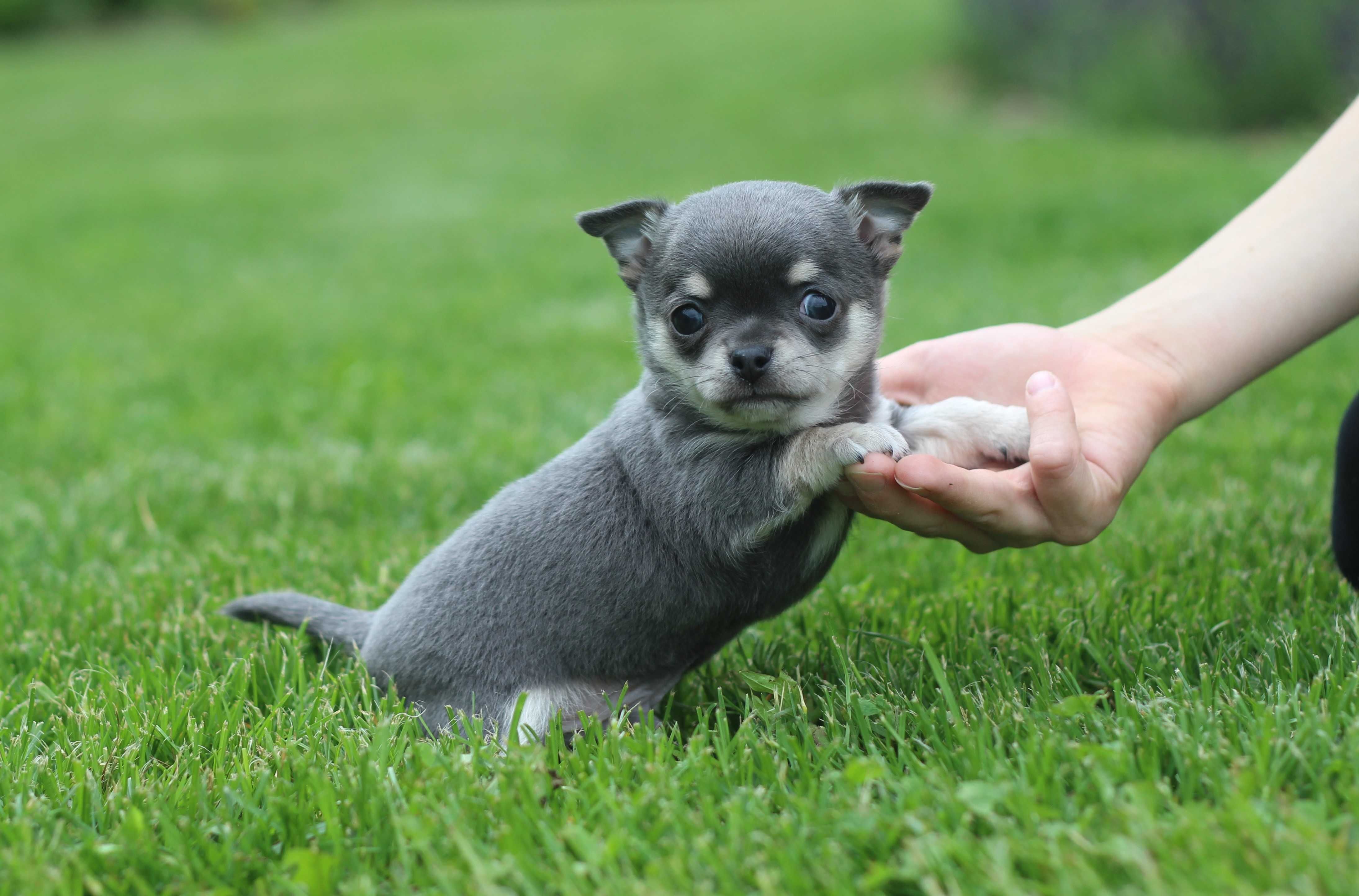 Mikro chihuahua Brutus cudny chłopiec