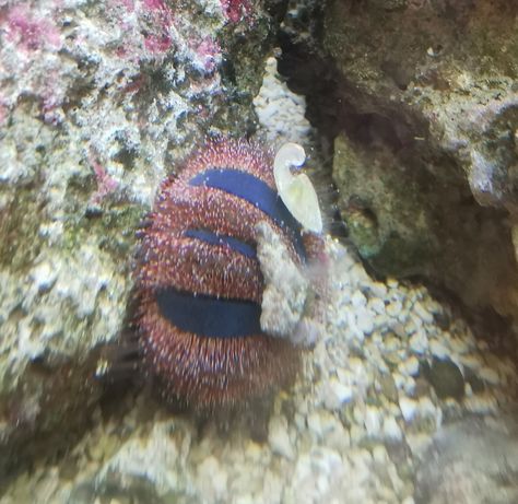 Jeżowiec Mespilia globulus akwarium morskie