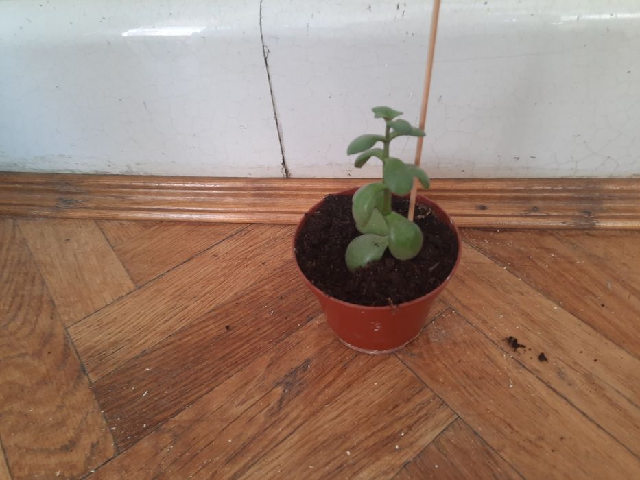 Вазон толстянка,грошове дерево .
Дивіться також інші мої оголошення.
Є