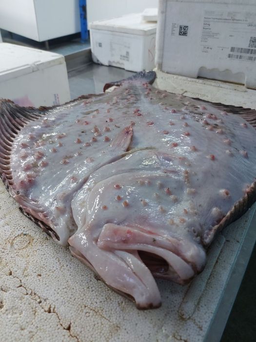 Свежая Одесская морская камбала . Не замороженная