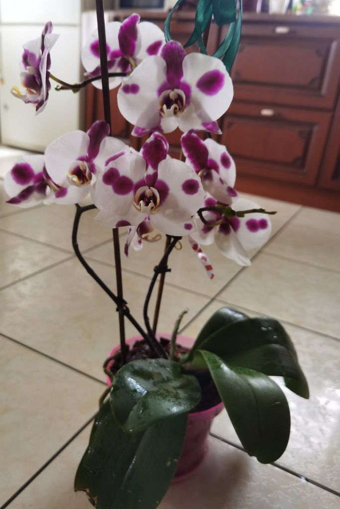 Сортова орхідея Сантандер