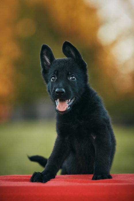 Owczarek niemiecki krótkowłosy Owczarki niemieckie krótkowłose