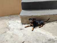Pinscher cavalinho fêmea