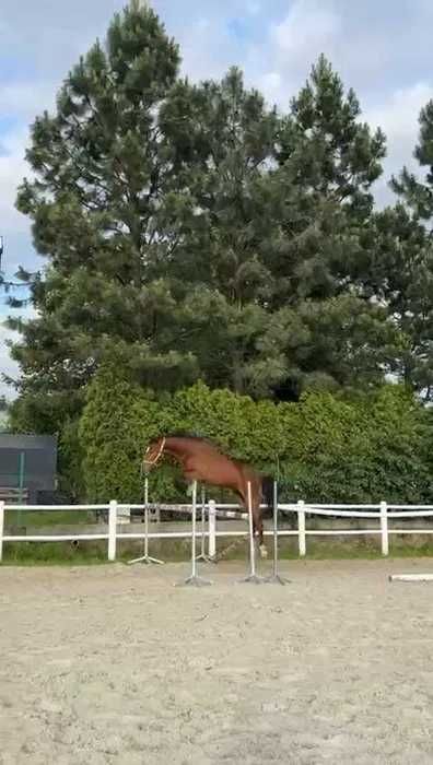 Wałach do dużego sportu-sprzedaż-zamiana