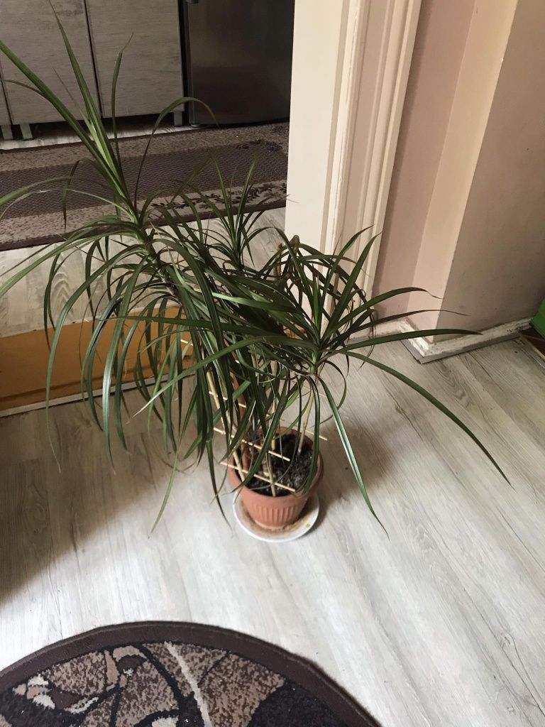 Kwiat Dracena obrzeżona