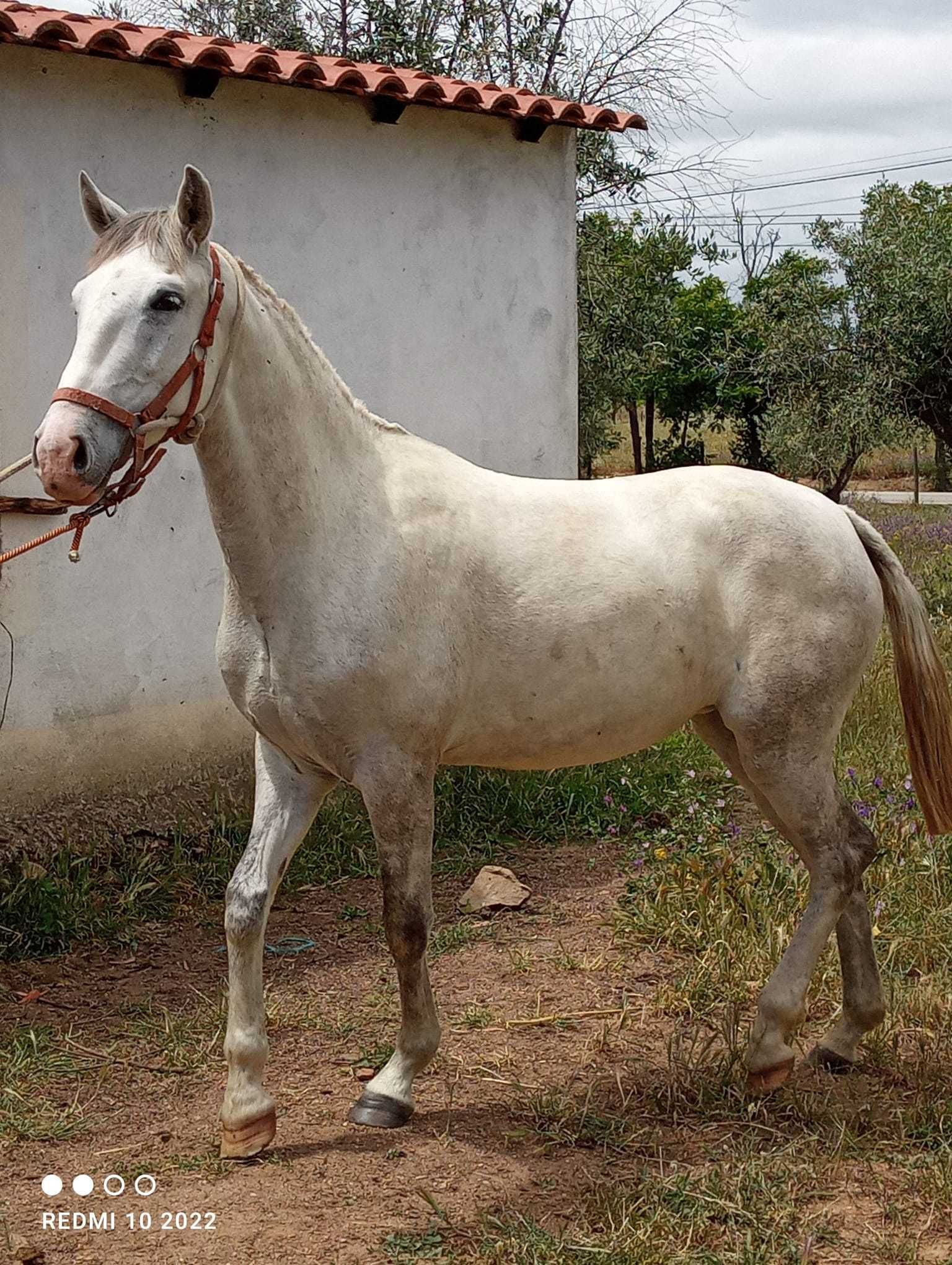 Poldra muito típica 3anos