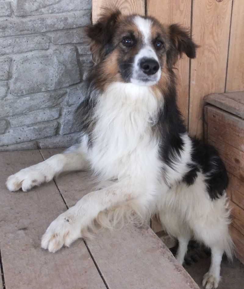 LAFRAN średni pies, kolorowy do adopcji