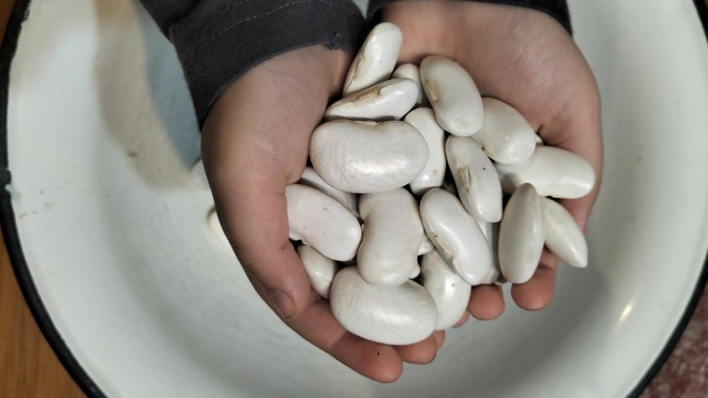 Groch Jasiek, ekologiczny spod lasu