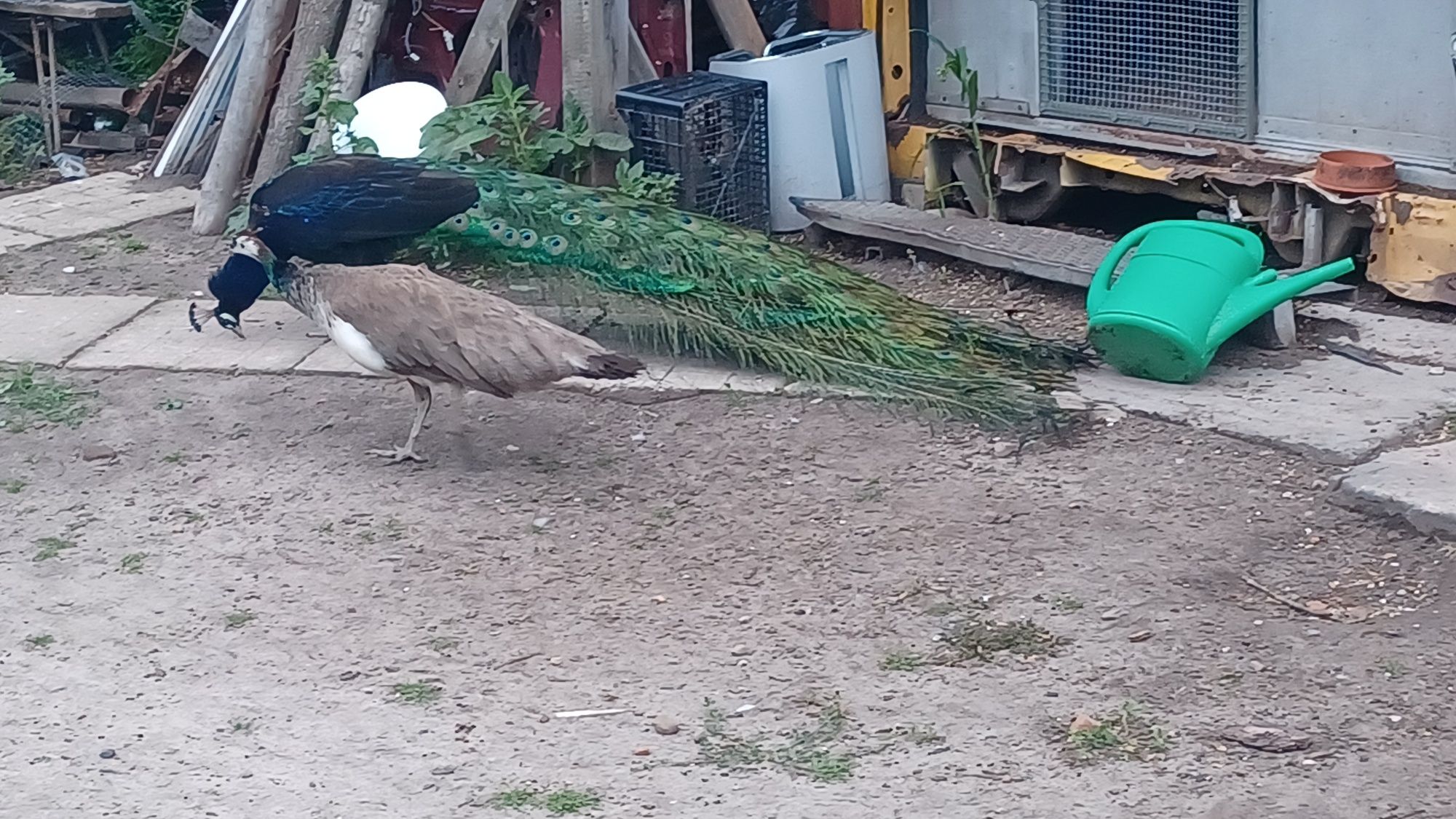 Pawica sprzedam czterolatka