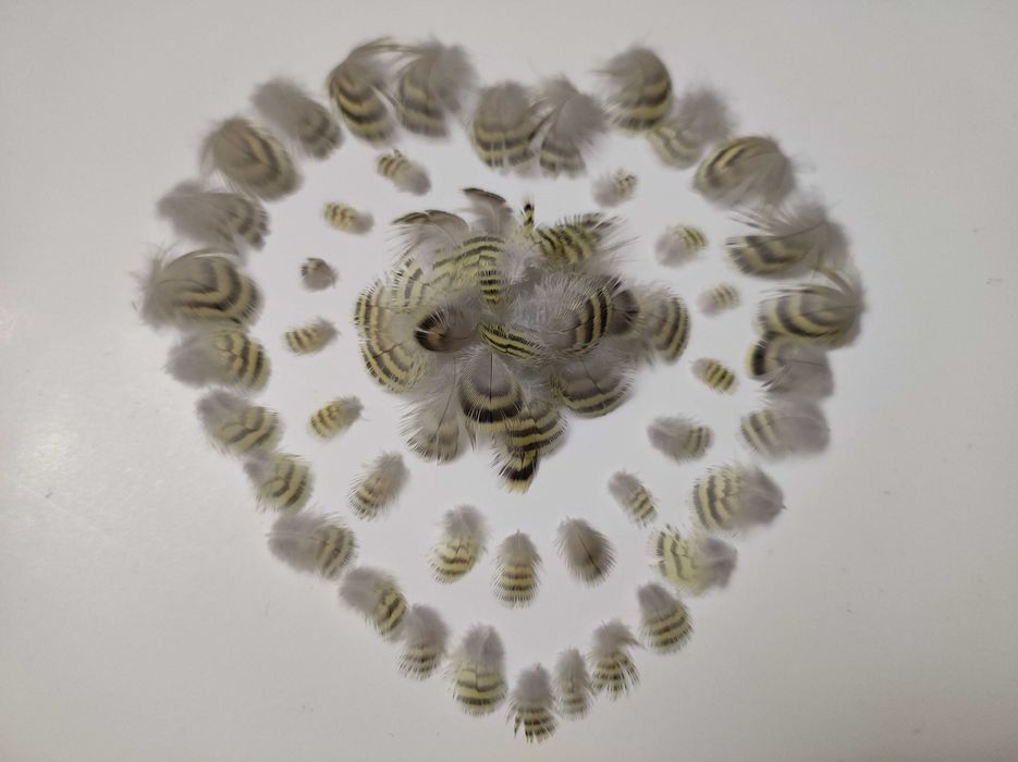 Пір’я хвилястого папуги. 500 шт., сережки з пір'я